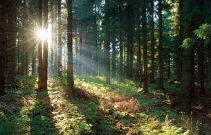 Sunlight filtering through a forest